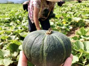 陕西吃瓜网红是哪里人,陕西吃瓜网红的家乡传奇